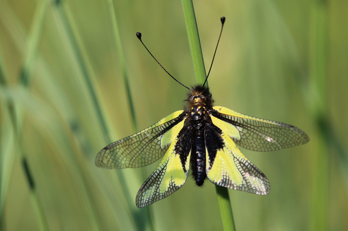 libelloides longicornis